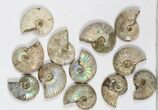 Lot: KG Silver Iridescent Ammonites (-) - Pieces #79449-2